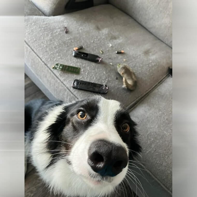 When He Almost Killed the Dog